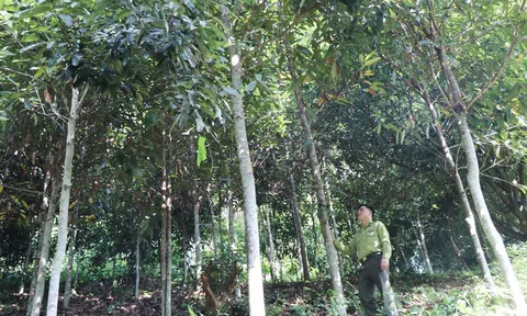 Tín chỉ carbon rừng những chuyển động và kỳ vọng hướng tới