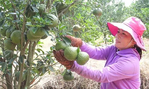 Cam sành giá dưới 5.000 đồng/kg, bài học từ việc trồng cam ồ ạt