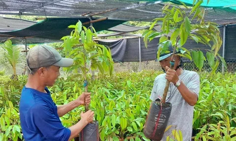 Chặt bỏ vườn điều, cao su, cà phê già cỗi để trồng sầu riêng, đẩy giá cây giống tăng vọt