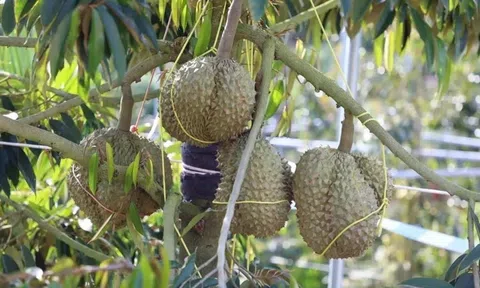 Sầu riêng Hải Nam của Trung Quốc đã xuất hiện trên thị trường, Thái Lan phát đi cảnh báo