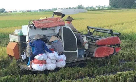 Năng suất lúa vụ Xuân tỉnh Bắc Ninh ước đạt 66,94 tạ/ha