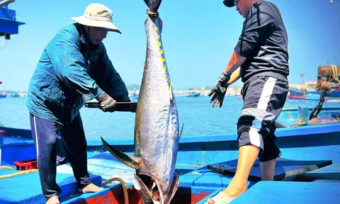 VASEP đề nghị sửa đổi quy định chỉ đánh bắt cá ngừ vằn từ 5kg và cá trích dài 110mm để gỡ khó cho doanh nghiệp