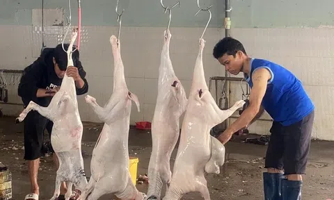 Cần có cơ chế ưu đãi thu hút nhà đầu tư xây dựng cơ sở giết mổ tập trung