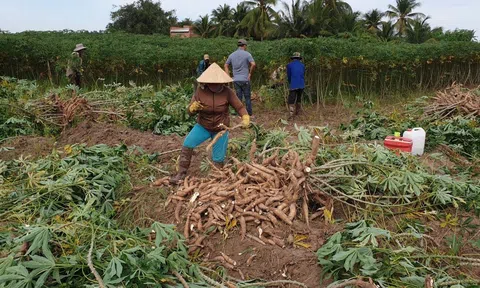 Bàn giải pháp khuyến khích phát triển, đầu tư vào ngành hàng sắn nâng cao vị thế xuất khẩu