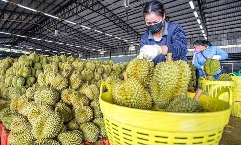 Sầu riêng Việt Nam xuất khẩu cán mốc nửa tỷ USD, Trung Quốc đẩy mạnh kiểm dịch