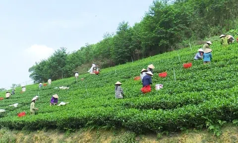 Tăng trưởng xanh giúp người dân Văn Hán nâng cao thu nhập