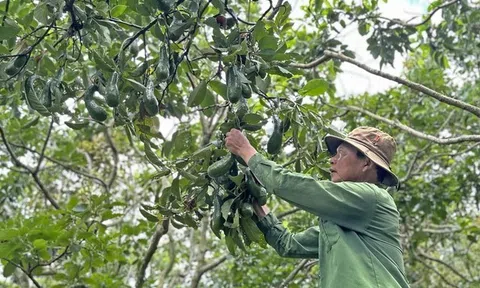 Giá bơ đặc sản thấp kỷ lục dưới 3.000 đồng/kg, nhà vườn để trái tự rụng chấp nhận 'mùa bơ đắng'