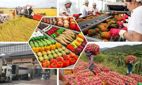 Qua 6 tháng năm 2024, ngành nông nghiệp xuất siêu 8,28 tỷ USD tăng 62,4%