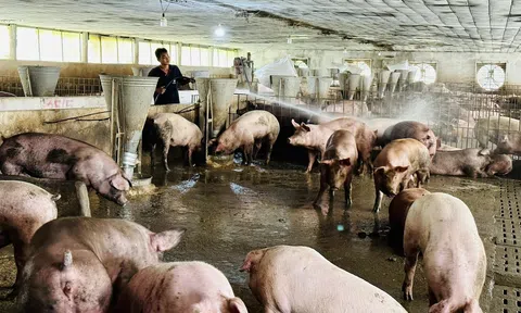 Đồng Nai yêu cầu ngừng chăn nuôi tại các cơ sở chưa đủ thủ tục về môi trường