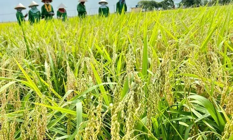 Bàn giải pháp huy động nguồn vốn 2,7 tỷ USD thực hiện đề án 1 triệu ha lúa chất lượng cao