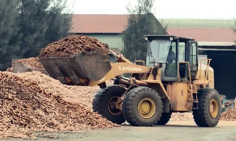 Liên kết sản xuất sắn còn lỏng lẻo gây bất lợi cho cả doanh nghiệp và nông dân
