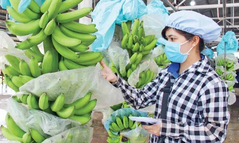 Phát huy lợi thế, chuối Việt Nam kỳ vọng đạt kim ngạch xuất khẩu 300 triệu USD