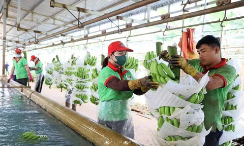 Qua 6 tháng đạt 29,2 tỷ USD, xuất khẩu nông, lâm, thủy sản kỳ vọng sẽ vượt mục tiêu 54 tỷ USD năm 2024