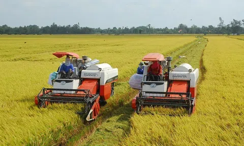 Luật Đất đai phải có chính sách về đất trồng lúa đảm bảo ổn định thu nhập và đời sống người dân