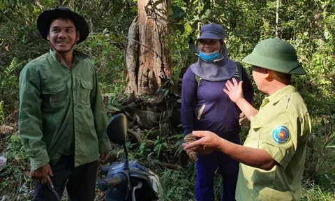 Bình Định phân bổ hơn 30 tỷ đồng phát triển kinh tế nông lâm nghiệp bền vững gắn với bảo vệ rừng