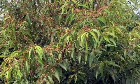 Lo ngại dịch châu chấu tre lưng vàng tiếp tục lan rộng, Cục Bảo vệ thực vật khuyến cáo cách phòng trừ