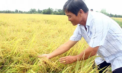 Canh tác lúa thông minh ướt - khô xen kẽ đem lại lợi nhuận hơn 36 triệu đồng/ha