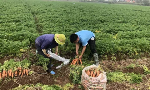 Đề xuất tiếp tục miễn thuế sử dụng đất nông nghiệp đến hết năm 2030