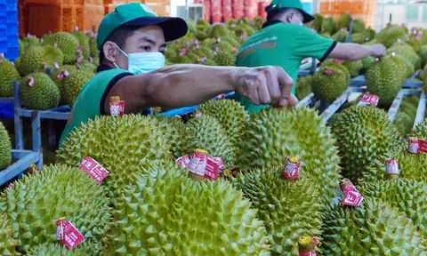 Nửa năm 2024, xuất khẩu rau quả đã đạt mốc 3,4 tỷ USD, kỳ vọng đà tăng tốc khi thị trường rộng mở