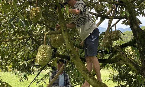 Mùa sầu riêng muộn ở Khánh Sơn, huyện miền núi dự kiến thu 1.000 tỷ đồng