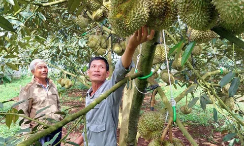 Trung Quốc tăng tốc thu mua đẩy giá sầu riêng tăng vượt mốc 100 nghìn đồng/kg