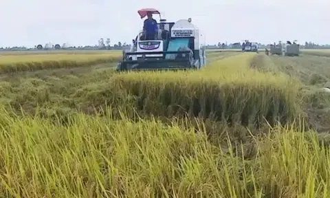 Mô hình thí điểm 1 triệu hecta lúa chất lượng cao đem lại giá trị kép tăng năng suất, giảm phát thải