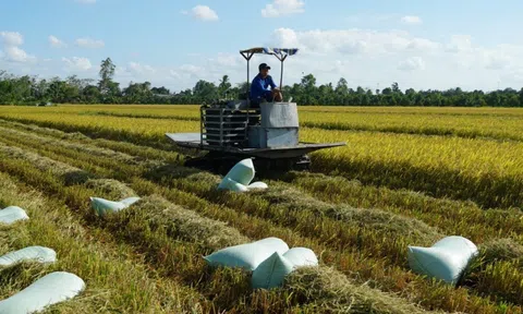 Cơ chế đặc thù, khác biệt cho vùng lúa có năng suất, chất lượng cao mở đường sản xuất quy mô lớn