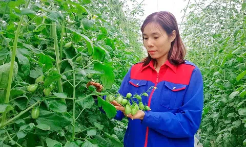 Từ chuyện nhập khẩu dao gọt khoai tây, Bộ trưởng Lê Minh Hoan kêu gọi doanh nghiệp "đánh trống, khua chiêng"