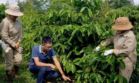 Nâng cao kiến thức chuỗi cung ứng không gây phá rừng, suy thoái rừng tại Việt Nam