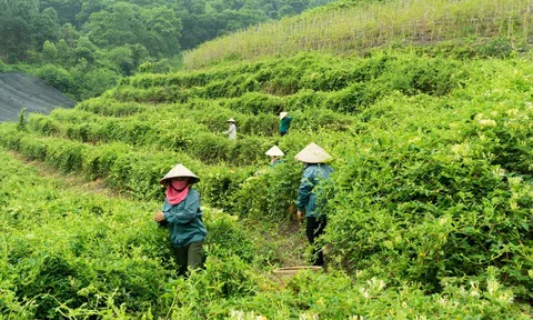 Đẩy mạnh phát triển nền Y học cổ truyền Việt Nam trong giai đoạn mới