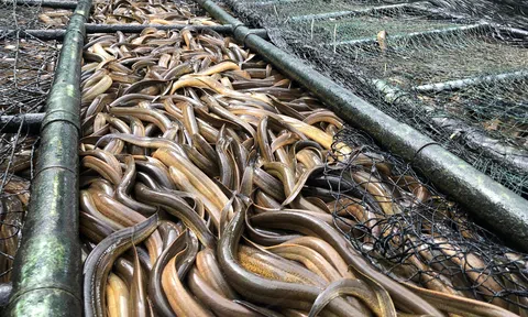 Giá lươn giảm mạnh, người nuôi lươn không bùn đối mặt với thua lỗ