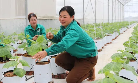 Màu xanh mơn mởn bốn mùa trên cao nguyên Si Pa Phìn mở hướng làm giàu cho người dân vùng cao