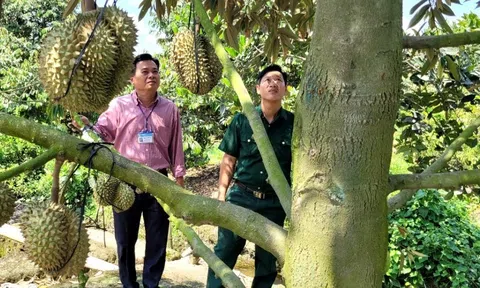 Tiền Giang chấn chỉnh mã số vùng trồng và xử lý nghiêm việc thu mua nông sản ngoài vùng cam kết