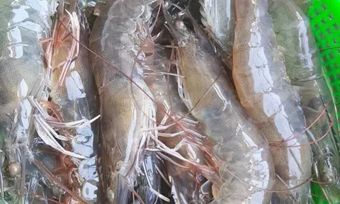 Vụ tôm thẻ chân trắng năng suất cao, người dân Duy Xuyên thu lãi hàng trăm triệu đồng