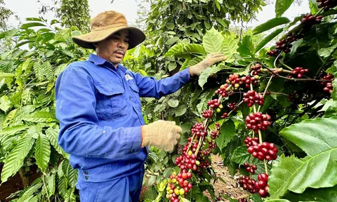Giá cà phê lập đỉnh chuyên gia khuyến cáo không nên ồ ạt chuyển đổi mà chú trọng trồng cà phê bền vững