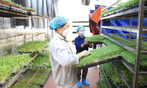 Cả nước có trên 20.000 hợp tác xã nông nghiệp, trong đó có khoảng 2.000 hợp tác xã ứng dụng công nghệ cao