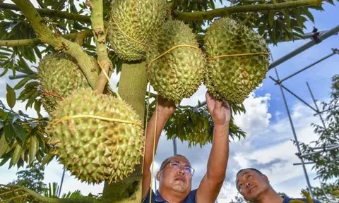 Trung Quốc tăng tốc trồng sầu riêng trên quy mô lớn, hình thành chuỗi công nghiệp sầu riêng