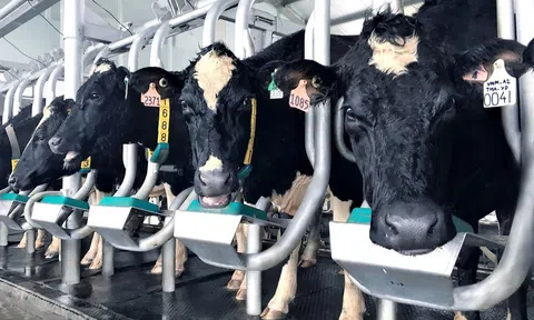 Phát triển công nghiệp giết mổ, chế biến và thị trường sản phẩm chăn nuôi