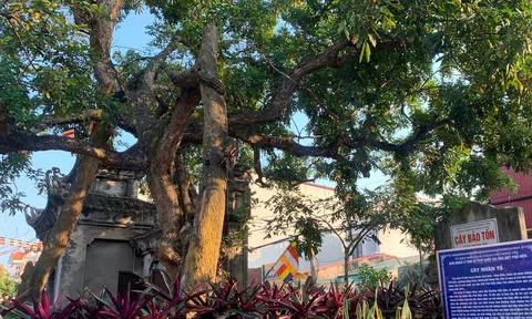 'Thủ phủ nhãn lồng' Hưng Yên với nỗ lực bảo tồn nhân rộng các giống nhãn cổ, đặc sản