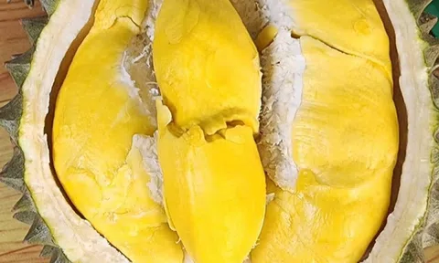 Nông dân Bến Tre sưu tầm và trồng thành công giống sầu riêng mới, thơm ngọt, hạt lép chín không bị nứt trái