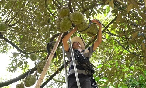 Sầu riêng xuất khẩu đạt mốc hơn 1,32 tỷ USD, vẫn còn hiện tượng cắt trái non chạy theo số lượng