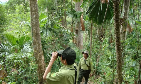 Tín chỉ carbon 'mắc kẹt' trong rừng, Quảng Nam đề xuất thành lập tổ chuyên trách để tháo gỡ vướng mắc