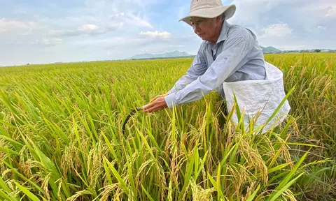 World Bank cam kết khoản vay 350 triệu USD để thực hiện đề án 1 triệu ha lúa chất lượng cao