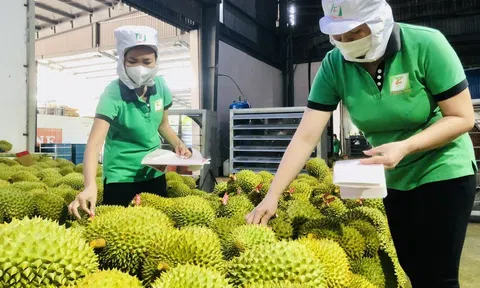 Nông sản Việt xuất khẩu tăng trưởng vượt kỳ vọng, chờ đột biến từ xuất khẩu rau quả