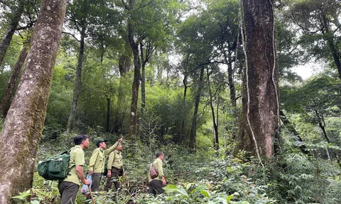 Tăng cường cung cấp thông tin về dịch vụ lưu trữ và hấp thụ carbon rừng