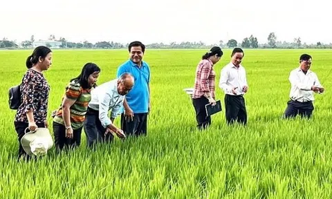 Chuyên canh lúa chất lượng cao và phát thải thấp kỳ vọng phát triển bền vững chuỗi giá trị ngành hàng lúa gạo