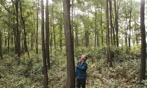 Hiệu quả của mô hình trồng rừng gỗ lớn gắn với chứng chỉ rừng ở Quảng Trị