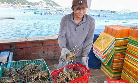 Khánh Hòa lần đầu tiên tổ chức lễ hội tôm hùm với chủ đề “Vịnh xanh bừng sáng”