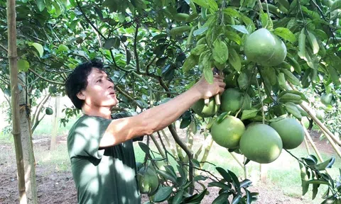 Quả bưởi của Việt Nam chính thức được phép nhập khẩu vào Hàn Quốc