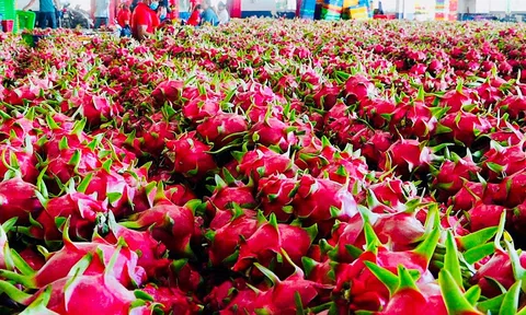 Nông sản Việt Nam xuất khẩu gia tăng bất thường số lượng cảnh báo từ EU